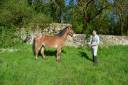 Gelding No Origin Recorded For sale 2020 Appaloosa