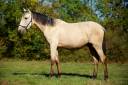 Entire PRE Pure Spanish Bred For sale 2022 Buckskin