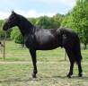 Entire PRE Pure Spanish Bred For sale 2022 Black