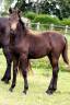 Filly French Saddle Pony For sale 2024 Buckskin