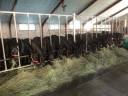 Filly Mérens For sale 2024 Black