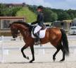Entire Lusitano For sale 2018 Bay