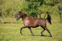 Mare PRE Pure Spanish Bred For sale 2022 Liver chestnut