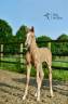 Filly Oldenburg For sale 2024 Palomino