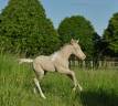 Filly Origin Recorded For sale 2024 Perlino