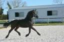 Filly Friesian For sale 2024 Black