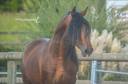 Gelding PRE Pure Spanish Bred For sale 2019 Bay