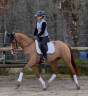 Mare Westphalian  For sale 2021 Chesnut