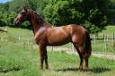 Entire PRE Pure Spanish Bred For sale 2021 Chesnut