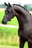 Mare KWPN Dutch Warmblood For sale 2016 Black