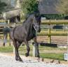 Colt Friesian Arabian For sale 2024 Black