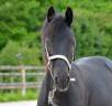 Colt Friesian Arabian For sale 2024 Black