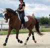 Mare KWPN Dutch Warmblood For sale 2011 Chesnut