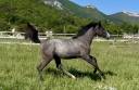 Filly Hanoverian For sale 2024 Black