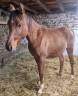Colt Arabian For sale 2023 Bay