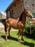 Gelding Arabian Half Blood For sale 2023 Bay