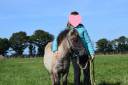 Colt Shetland Pony For sale 2024 Grullo