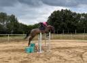 Mare AES Anglo European Studbook For sale 2020 Other color