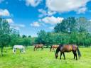 Equestrian property  Hérault