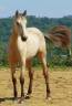 Filly PRE Pure Spanish Bred For sale 2023 Buckskin