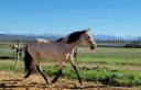 Filly PRE Pure Spanish Bred For sale 2023 Buckskin