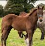 Colt Selle Français For sale 2024 Liver chestnut