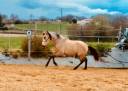 Filly PRE Pure Spanish Bred For sale 2023 Buckskin