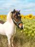 Napo  - Shetland Pony 2023