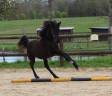 Filly Friesian Arabian For sale 2024 Black