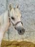 Colt Welsh Part Bred For sale 2023 Palomino