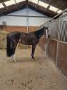 Mare sBs Belgian Warmblood For sale 2021 Bay