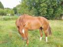Gelding Selle Français For sale 2022 Chesnut
