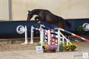 Gelding Selle Français For sale 2022 Bay