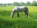 Gelding Spanish Norman  Part-Livery 2001 Grey