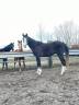 Gelding Arabian For sale 2021 Grey