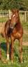 Colt Anglo-Arabian For sale 2024 Chesnut