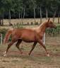 Colt Anglo-Arabian For sale 2024 Chesnut