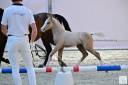 Colt Welsh Part Bred For sale 2024 Palomino