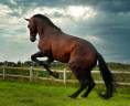 Elite 1,77m 5-Year-Old PRE Stallion - Proven Excellence