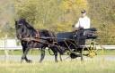Stallion Mérens For sale 2020 Black