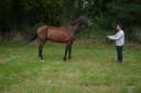 Gelding French Trotter For sale 2019 Bay