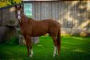 Gelding Origin Recorded For sale 2020 Chesnut