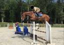Gelding Selle Fran&ccedil;ais For sale 2012 Bay