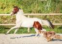 Filly KWPN Dutch Warmblood For sale 2023 Tobiano