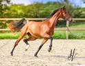 Filly AES Anglo European Studbook For sale 2022 Bay