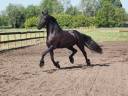 Mare Friesian For sale 2014 Black