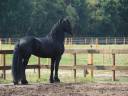 Gelding Friesian For sale 2014 Black