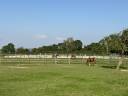 Stud farm  Calvados