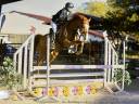 Mare Belgian Riding Pony For sale 2009 Chesnut