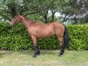 Broodmare No Origin Recorded For sale 2012 Bay